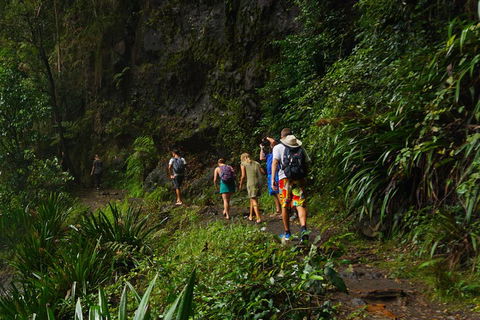 Glow Worms Private Tour - Nocturnal Rainforest Walk - Accommodation Mt Buller 1