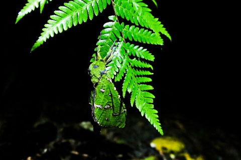 Glow Worms Private Tour - Nocturnal Rainforest Walk - Accommodation Mt Buller 2