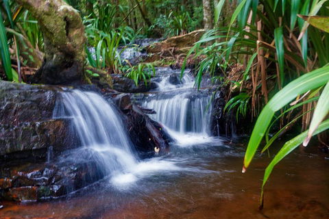 Glow Worms Private Tour - Nocturnal Rainforest Walk - Accommodation Mt Buller 5