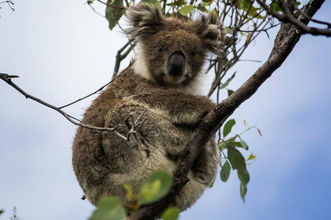Phillip Island And French Island Wildlife Expedition - Accommodation Mt Buller 3