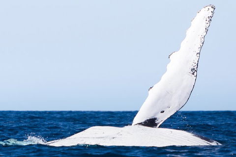 2-Hour Guided Whale Watching Tour At Noosa - Accommodation Mt Buller 0