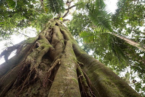 Byron Bay Hinterland Tour Including Rainforest Walk To Minyon Falls - Accommodation Mt Buller 2