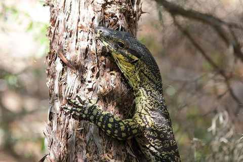 Byron Bay Combo: Hinterland Tour Including Minyon Falls And Kayaking With Dolphins - Accommodation Mt Buller 0