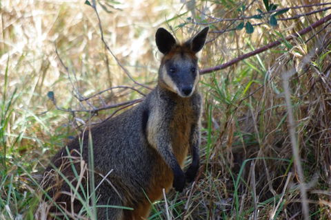 Byron Bay Combo: Hinterland Tour Including Minyon Falls And Kayaking With Dolphins - Accommodation Mt Buller 2