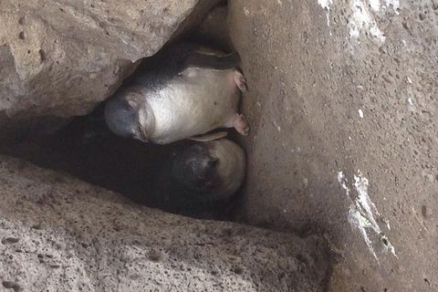 Food Tour Melbourne - St Kilda - Accommodation Mt Buller 3