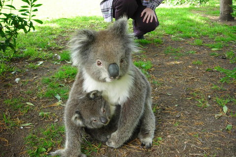 3-Day Adelaide To Melbourne Tour Including The Great Ocean Road - Accommodation Mt Buller 3