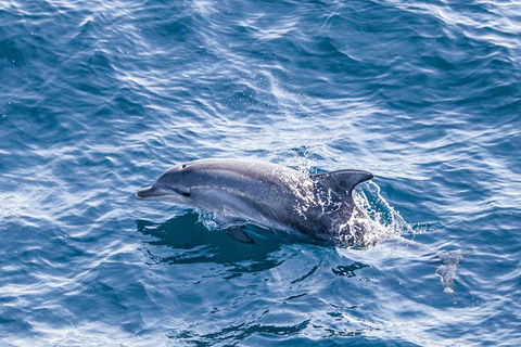 All Inclusive Dolphin And Tangalooma Wrecks Cruise - Accommodation Mt Buller 1