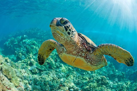 All Inclusive Tangalooma Wrecks Cruise Tour From Gold Coast - Accommodation Mt Buller 4