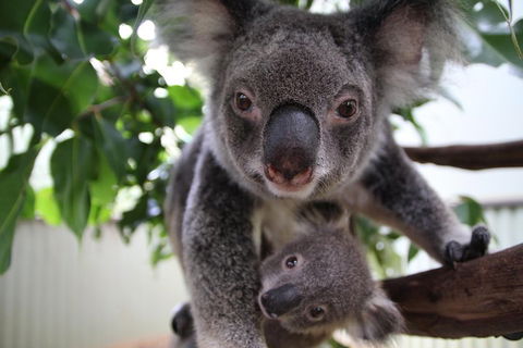 Kuranda Day Tour, TKS-RFS GRAND GOLD PLUS 0930 - Accommodation Mt Buller 1