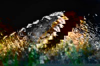 Sydney Taronga Zoo General Entry Ticket