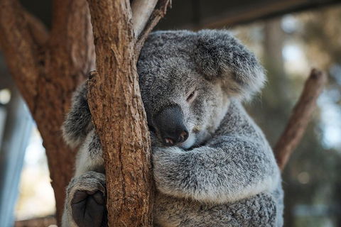 Sydney Taronga Zoo General Entry Ticket - Accommodation Mt Buller 3