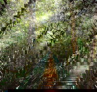 O'Reilly's  Lamington National Park from Gold Coast - Accommodation Mt Buller