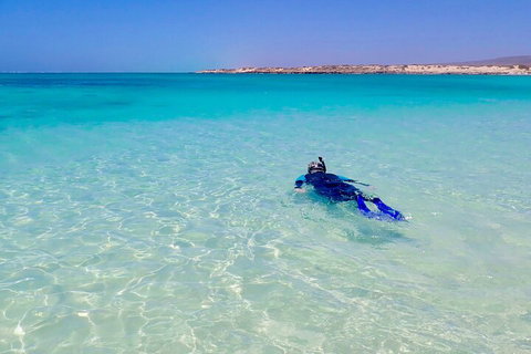 Ningaloo In A Day - Full Day Hike And Snorkel Tour With Lunch - Accommodation Mt Buller 4