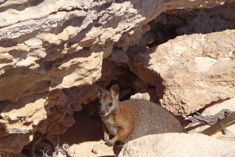 Shipwreck Special Full Day Tour Of The Abrolhos Islands - Accommodation Mt buller 4