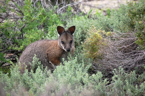 Shipwreck Special Nature Tour/Half Day Tour - Accommodation Mt Buller 3