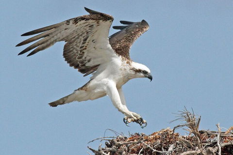Pink Lake + Abrolhos Islands Nature Tour - Accommodation Mt Buller 3