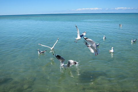 Pink Lake + Abrolhos Islands Nature Tour - Accommodation Mt Buller 5