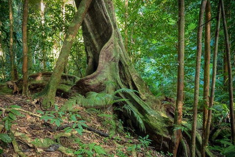 Private Daintree Mossman Gorge Exclusive Nature And Wildlife Focus - Accommodation Mt Buller 0