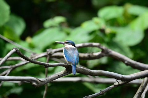 Private Daintree Mossman Gorge Exclusive Nature And Wildlife Focus - Accommodation Mt Buller 1