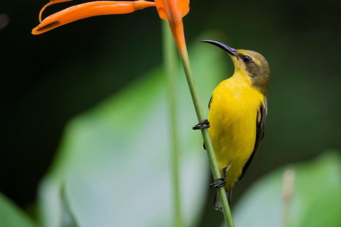 Private Daintree Mossman Gorge Exclusive Nature And Wildlife Focus - Accommodation Mt Buller 2