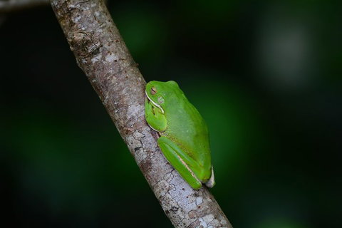 Private Daintree Mossman Gorge Exclusive Nature And Wildlife Focus - Accommodation Mt Buller 3