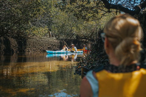 Kayak Tour In Adelaide Dolphin Sanctuary - Accommodation Mt Buller 0