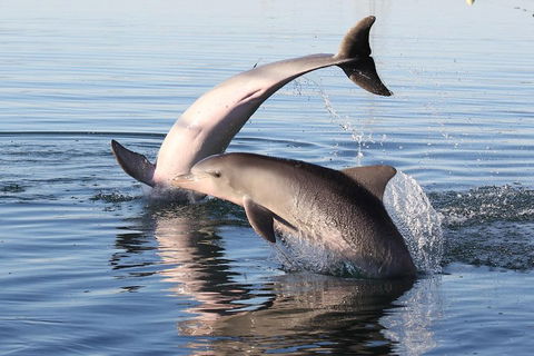 Kayak Tour In Adelaide Dolphin Sanctuary - Accommodation Mt Buller 5