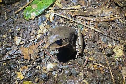 Evening Rainforest & Glow Worm Experience - Accommodation Mt Buller 1