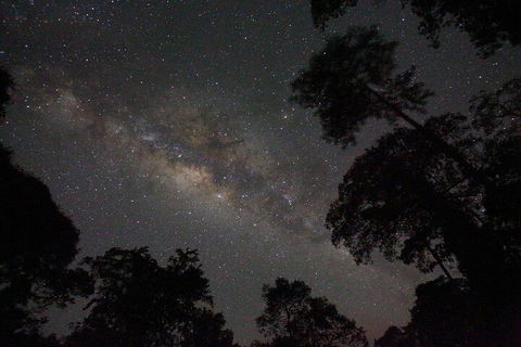 Evening Rainforest & Glow Worm Experience - Accommodation Mt Buller 4