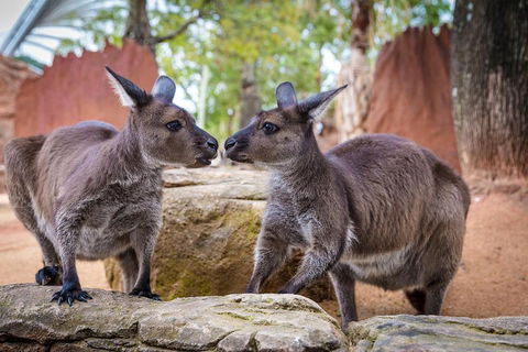 Australia Multi-City Attractions Pass - Accommodation Mt Buller 4