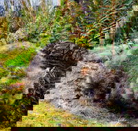 Cradle Mountain National Park Day Tour from Launceston - Accommodation Mt Buller