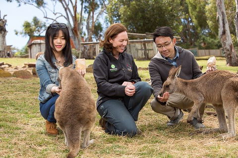 Bonorong Wildlife Park And Richmond Afternoon Tour From Hobart - Accommodation Mt Buller 1