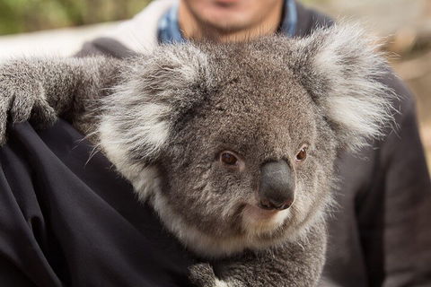 Bonorong Wildlife Park And Richmond Afternoon Tour From Hobart - Accommodation Mt Buller 2