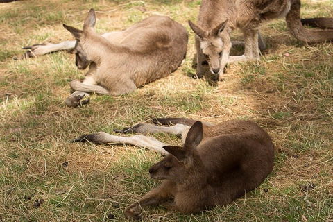 Bonorong Wildlife Park And Richmond Afternoon Tour From Hobart - Accommodation Mt Buller 3