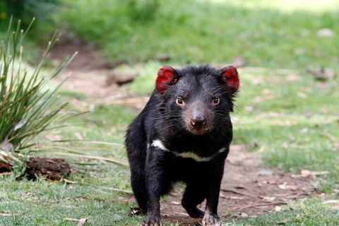 Bonorong Wildlife Park And Richmond Afternoon Tour From Hobart - Accommodation Mt Buller 4