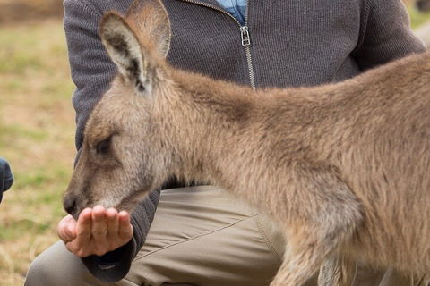 Bonorong Wildlife Park And Richmond Afternoon Tour From Hobart - Accommodation Mt Buller 5