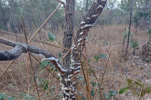 One Day Litchfield Park Adventures - Accommodation Mt buller 3