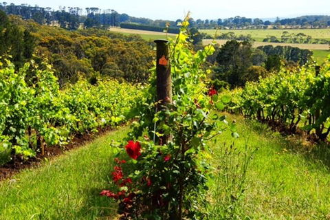 Mornington Peninsula Sightseeing Tour For 2-6 Guests. - Accommodation Mt Buller 3