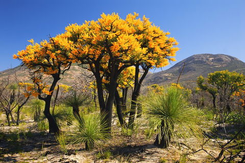 Best Of Perth Wildflower Season Day Trip - Accommodation Mt Buller 3