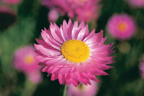 Best Of Perth Wildflower Season Day Trip - Accommodation Mt Buller 5