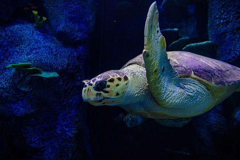 Sydney Attractions Pass: SEA LIFE Aquarium, Sydney Tower Eye, WILD LIFE Zoo And Madame Tussauds - Accommodation Mt Buller 1