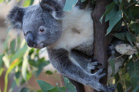 Sydney Attractions Pass: SEA LIFE Aquarium, Sydney Tower Eye, WILD LIFE Zoo And Madame Tussauds - Accommodation Mt Buller 2