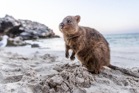 Rottnest Island All-Inclusive Grand Island Tour From Fremantle - Accommodation Mt buller 2