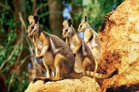 Sydney Harbour Hop On Hop Off Cruise With Taronga Zoo Entry - Accommodation Mt Buller 4