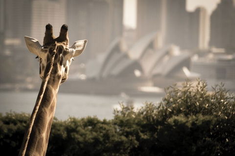 Sydney Harbour Hop On Hop Off Cruise With Taronga Zoo Entry - Accommodation Mt Buller 5