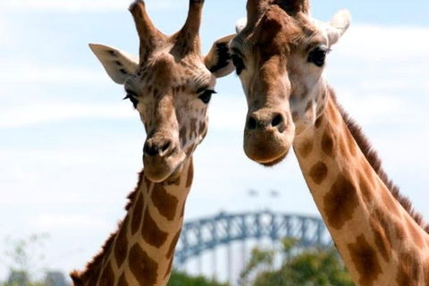 Sydney Harbour Ferry With Taronga Zoo Entry Ticket - Accommodation Mt Buller 1