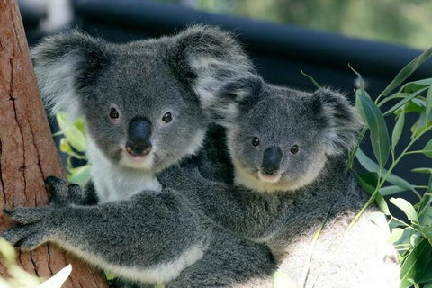 Sydney Harbour Ferry With Taronga Zoo Entry Ticket - Accommodation Mt Buller 3