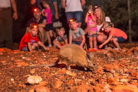 Alice Springs Desert Park Nocturnal Tour - Accommodation Mt Buller 1