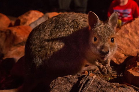 Alice Springs Desert Park Nocturnal Tour - Accommodation Mt Buller 3