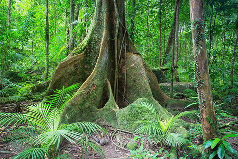 Mossman Gorge Adventure Day - Accommodation Mt Buller 4
